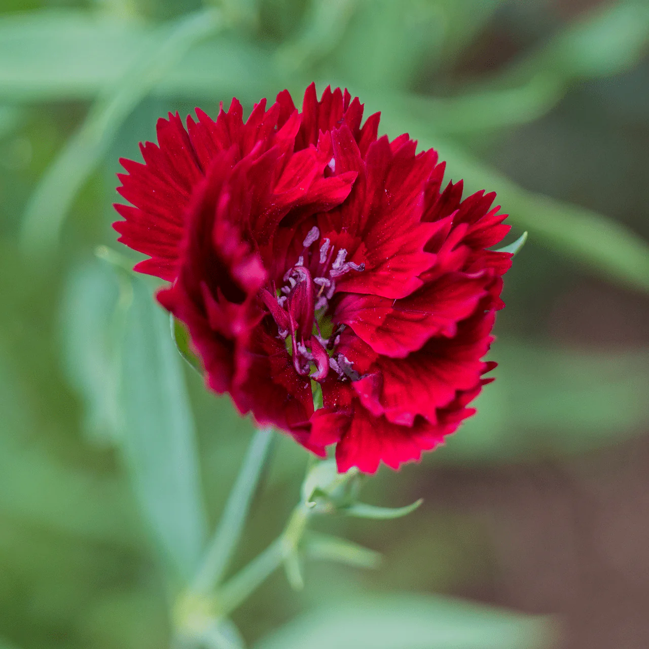 China Pink Seeds (Dianthus chinensis) - Image 3
