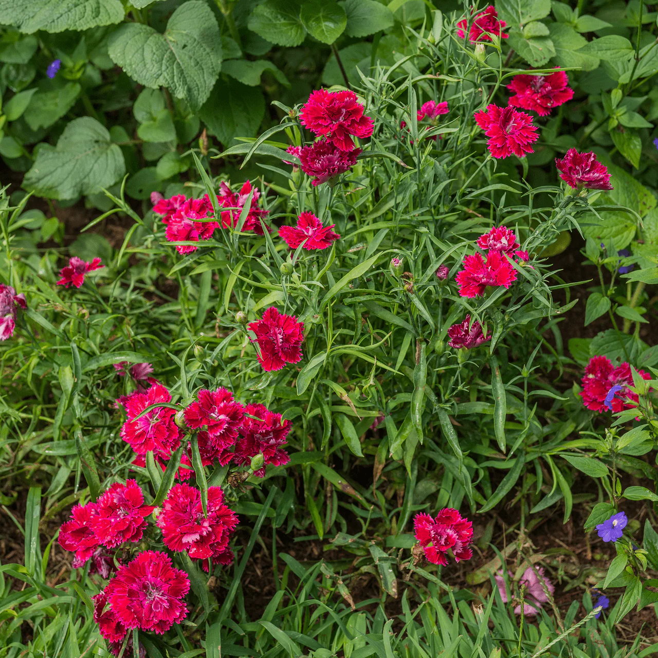 China Pink Seeds (Dianthus chinensis) - Image 4