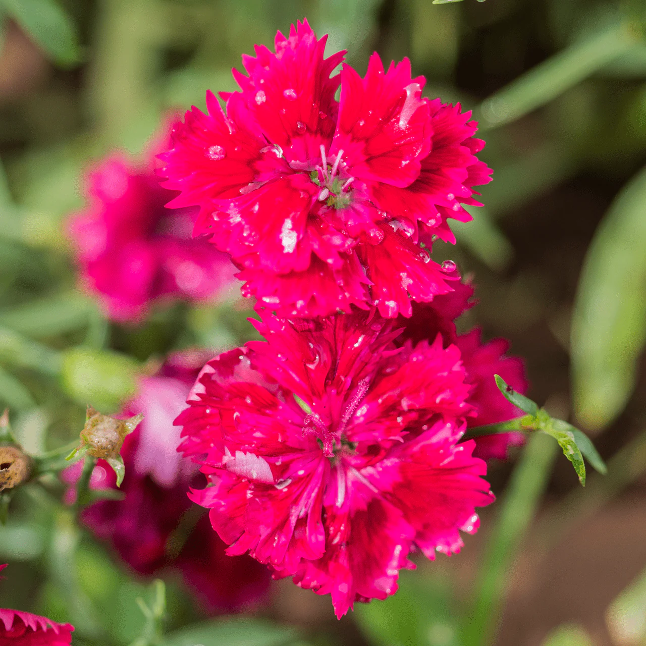 China Pink Seeds (Dianthus chinensis) - Image 5
