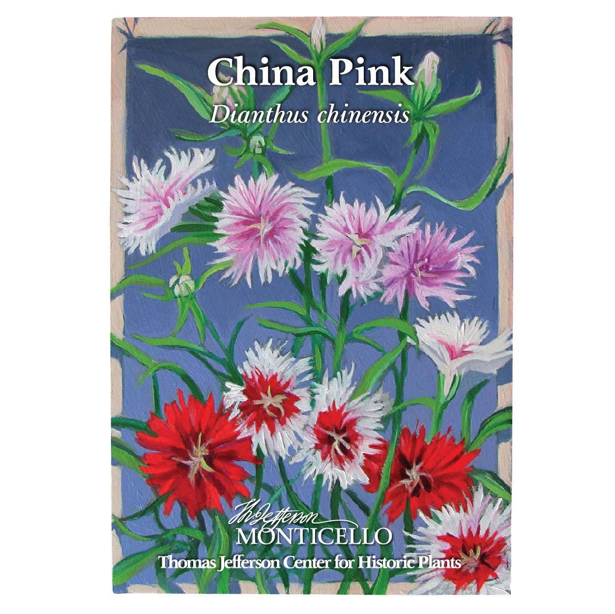 China Pink Seeds (Dianthus chinensis) - Image 6