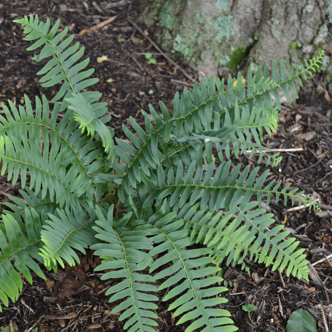 Christmas Fern (Polystichum acrostichoides) - Image 2