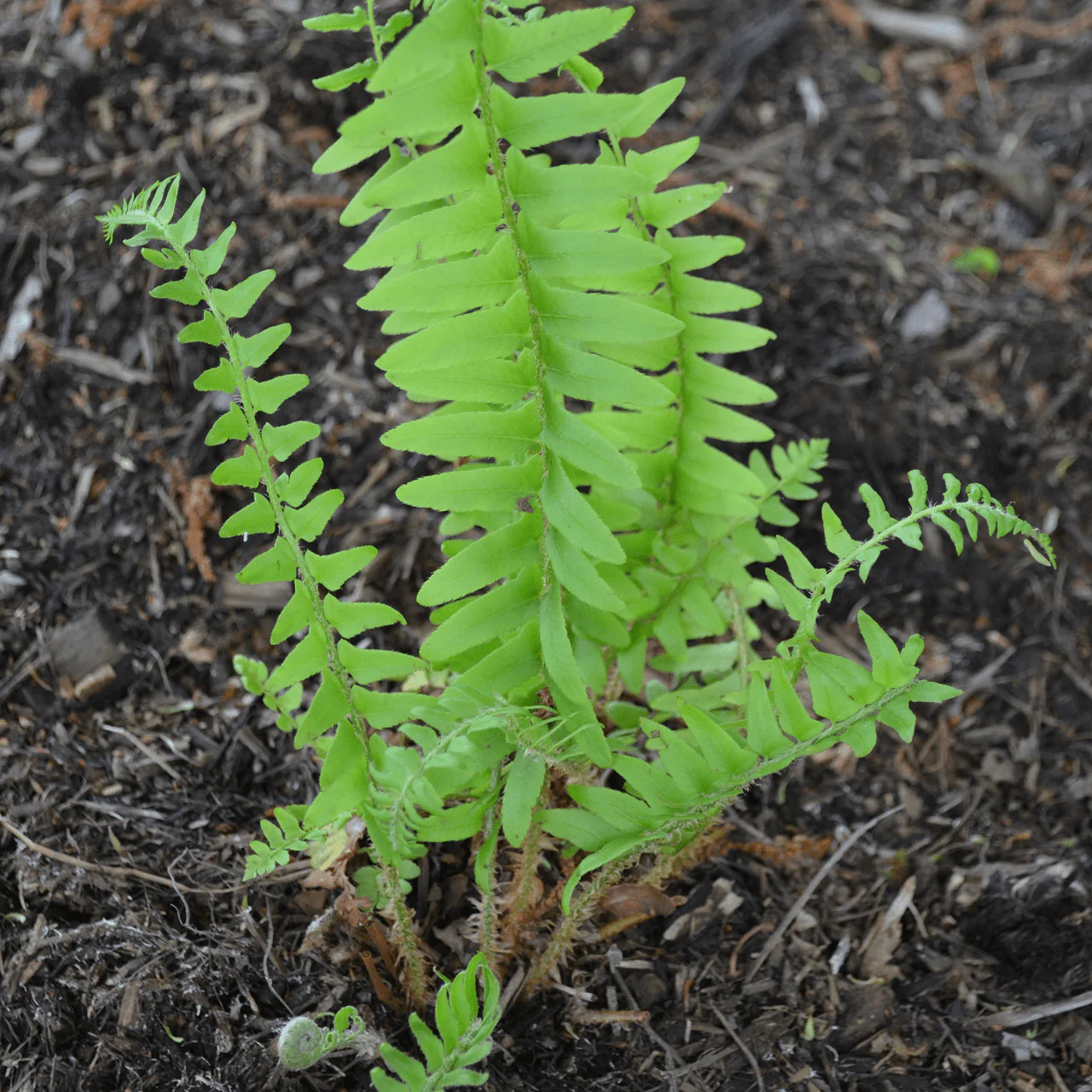 Christmas Fern (Polystichum acrostichoides) - Image 3