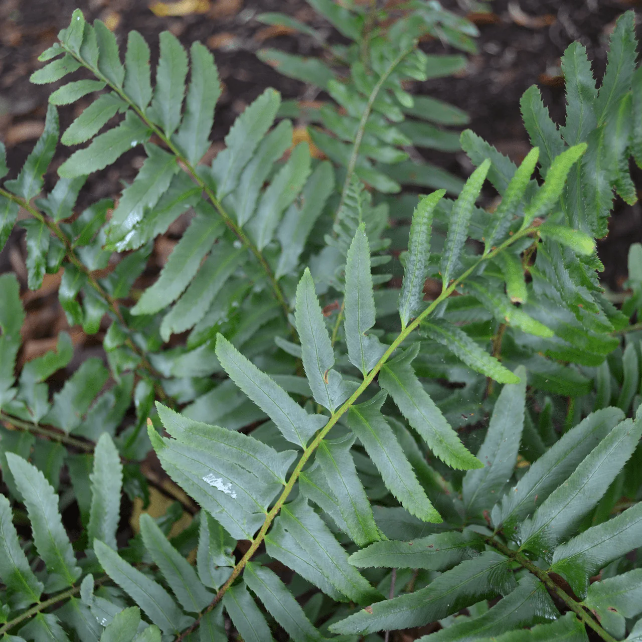 Christmas Fern (Polystichum acrostichoides) - Image 4