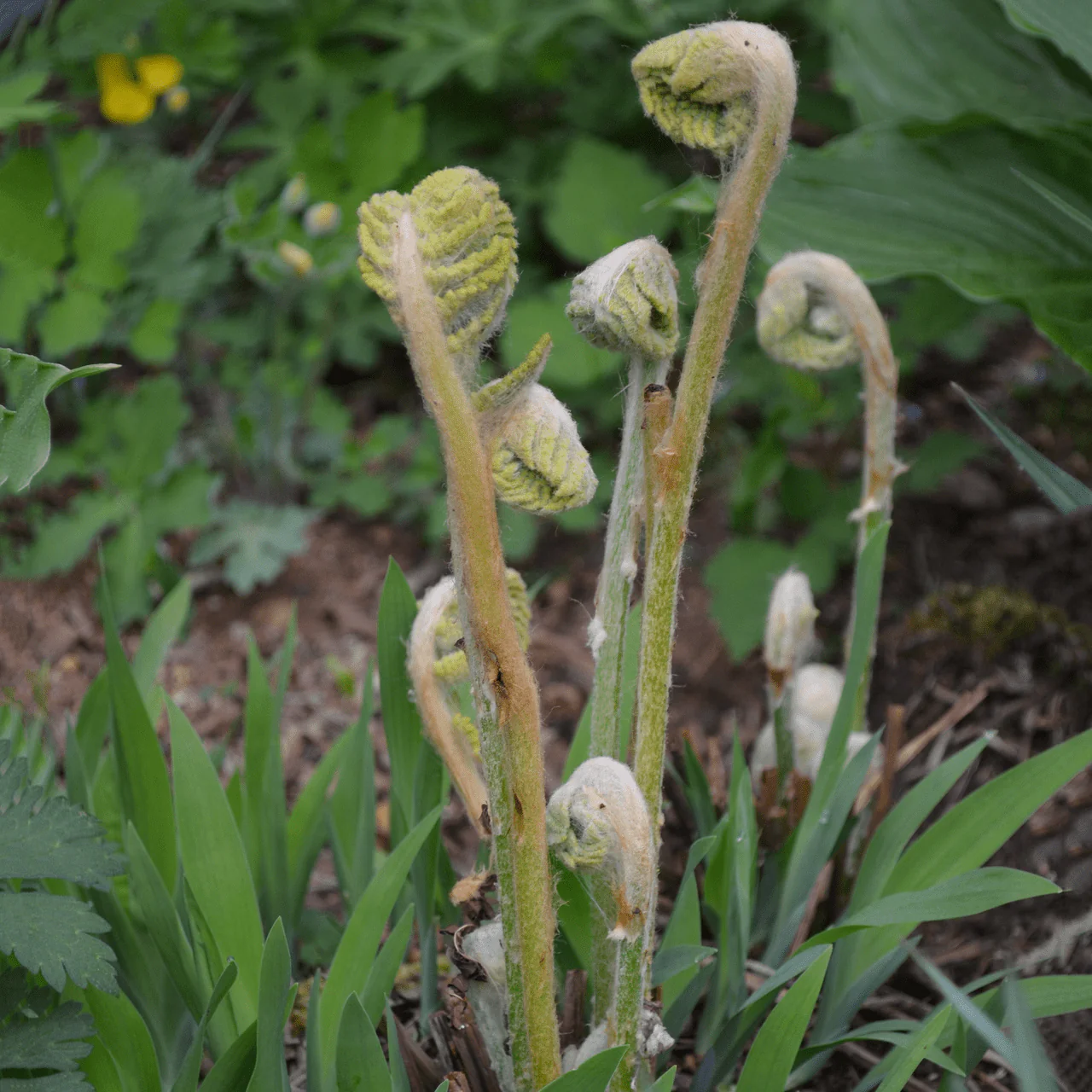 Cinnamon Fern (Osmunda cinnamomea) - Image 2