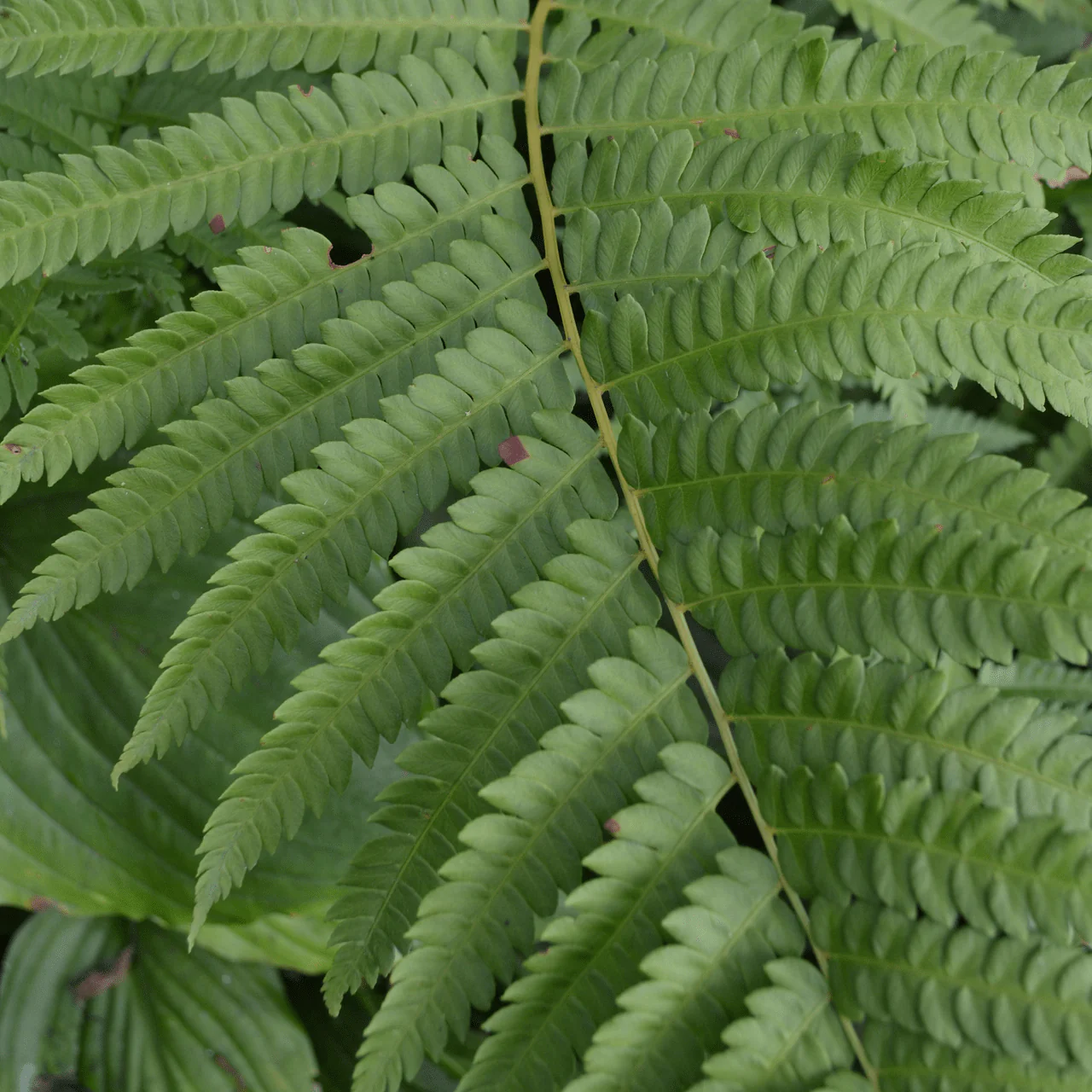 Cinnamon Fern (Osmunda cinnamomea) - Image 3