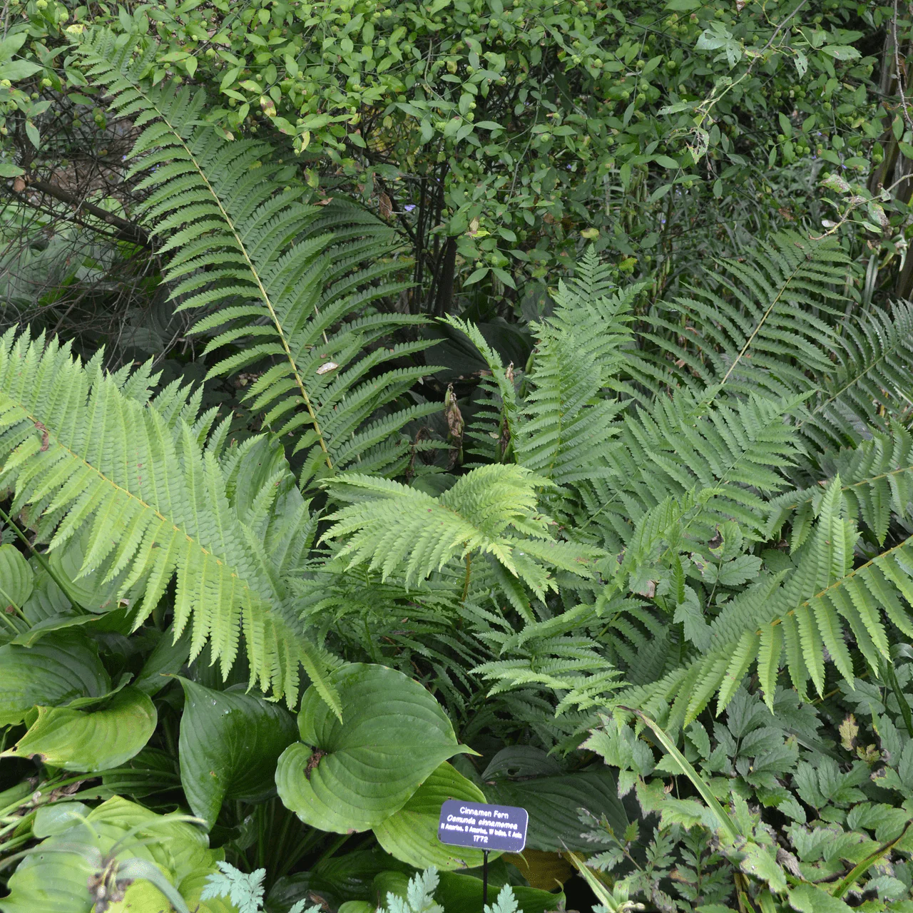 Cinnamon Fern (Osmunda cinnamomea) - Image 4