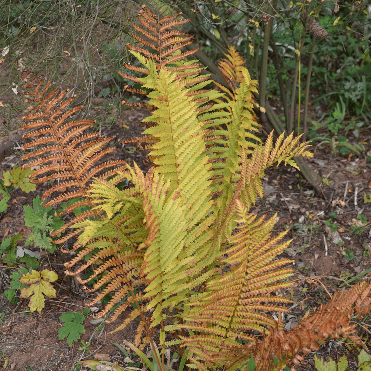 Cinnamon Fern (Osmunda cinnamomea) - Image 5