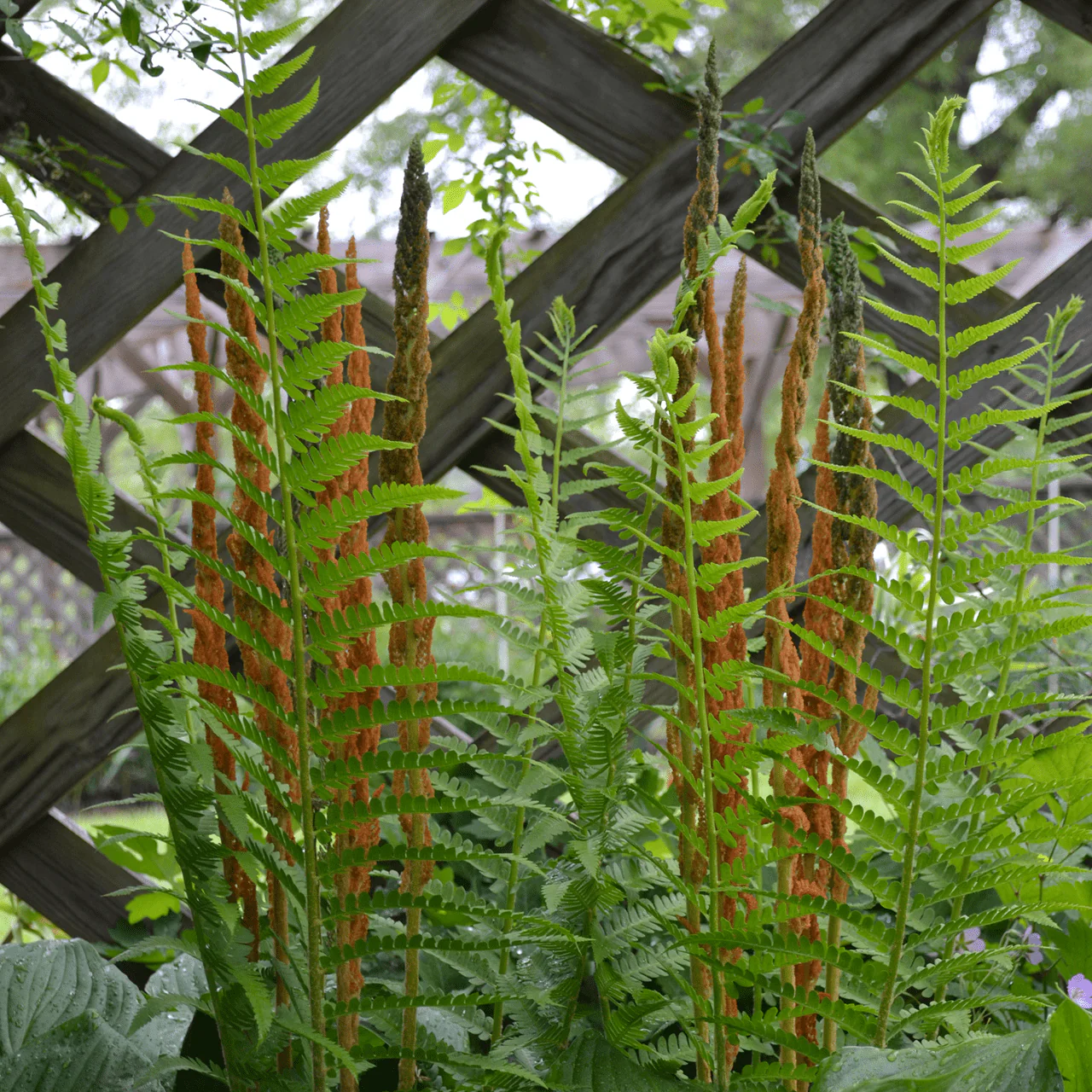 Cinnamon Fern (Osmunda cinnamomea) - Image 6