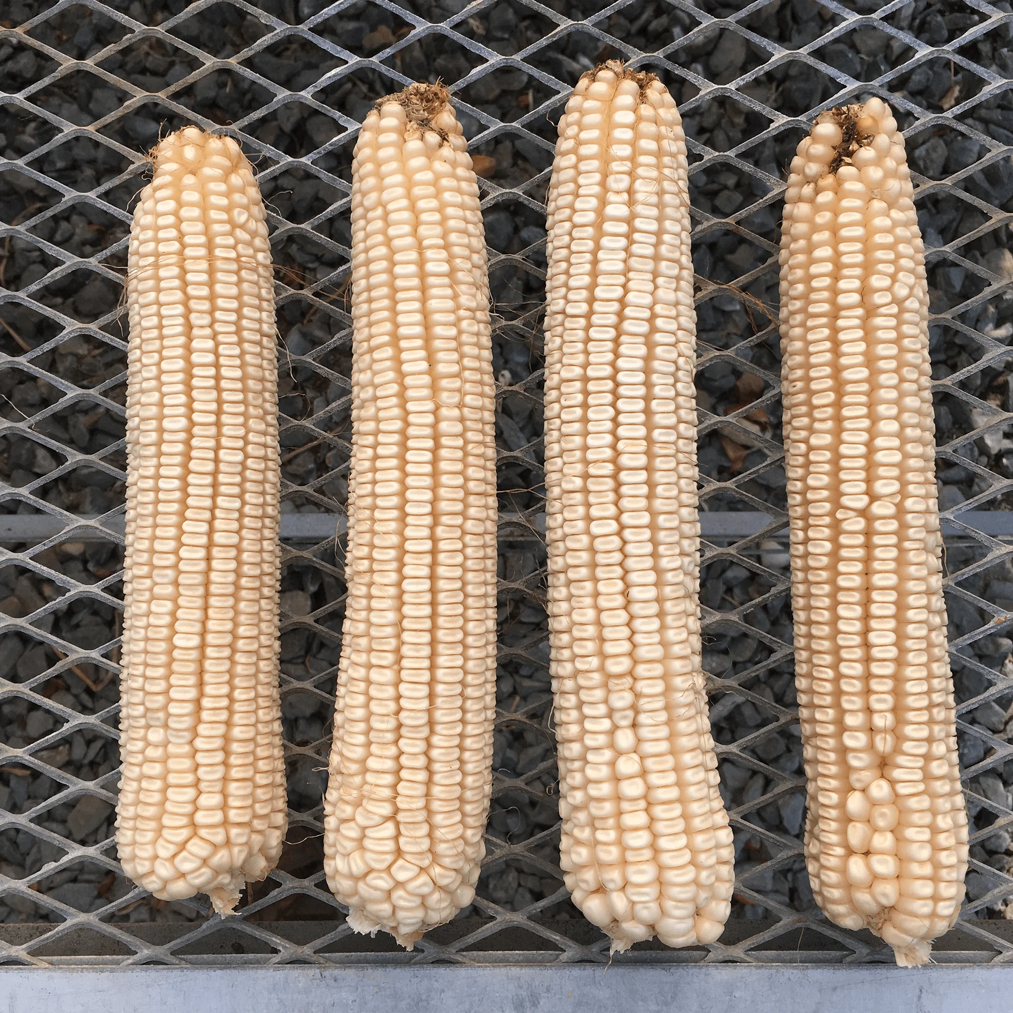 Cocke's Prolific Corn Seed (Zea mays cv.) - Image 2