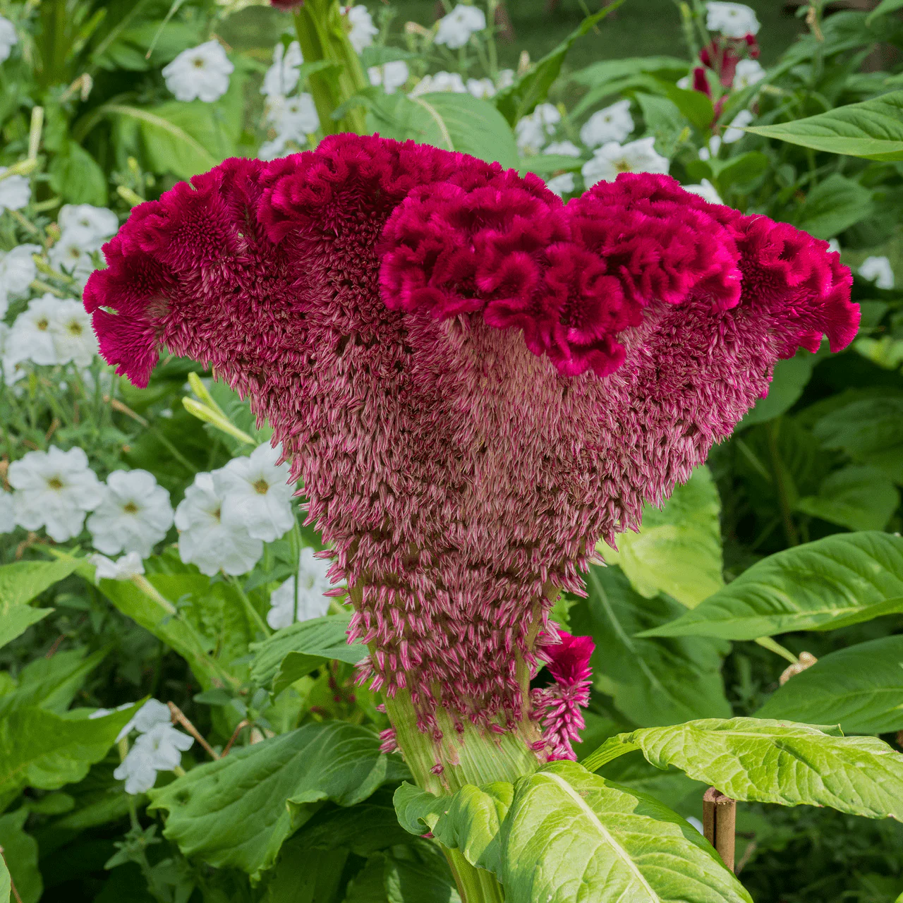 Cockscomb Seeds (Celosia argentea var. cristata) - Image 3