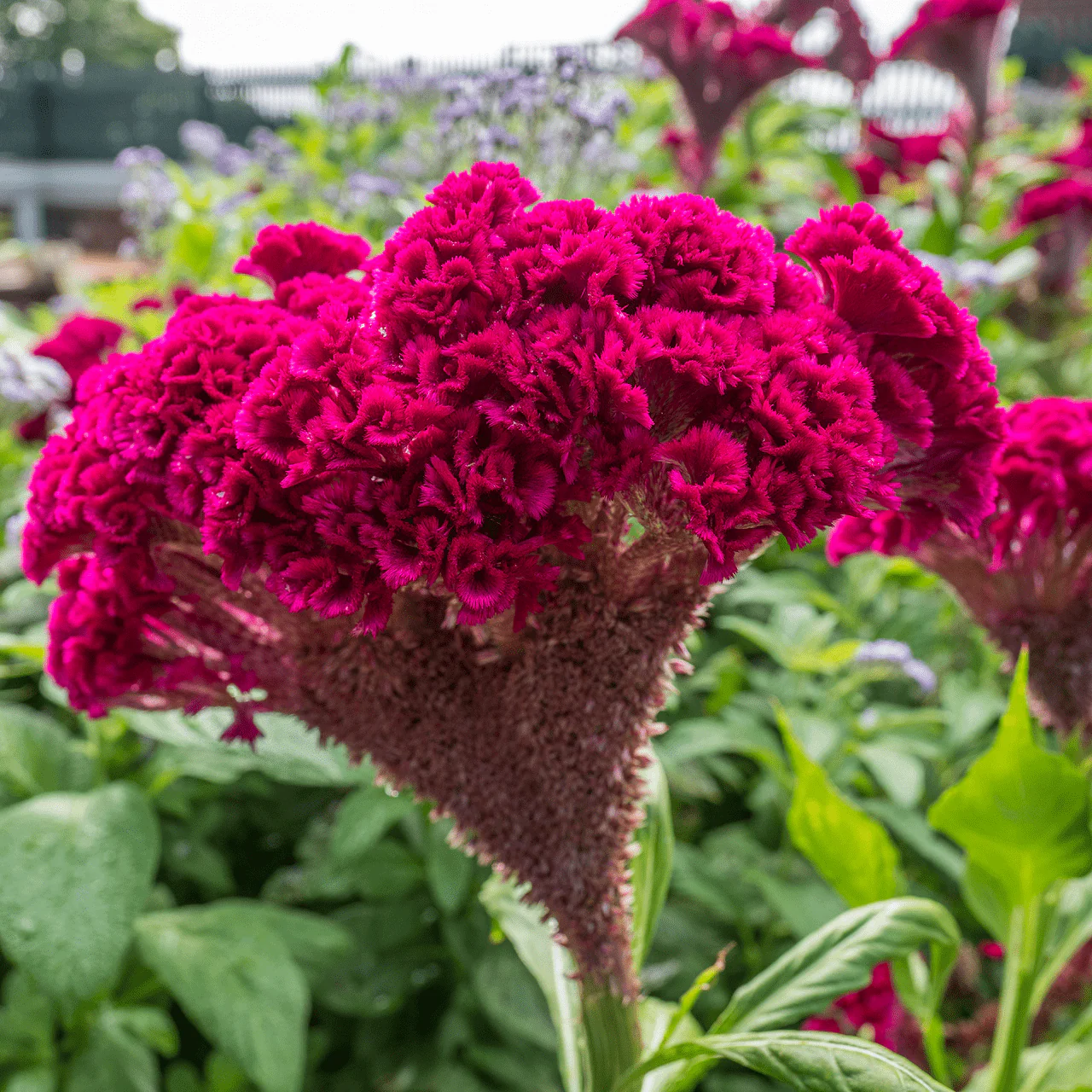 Cockscomb Seeds (Celosia argentea var. cristata) - Image 4