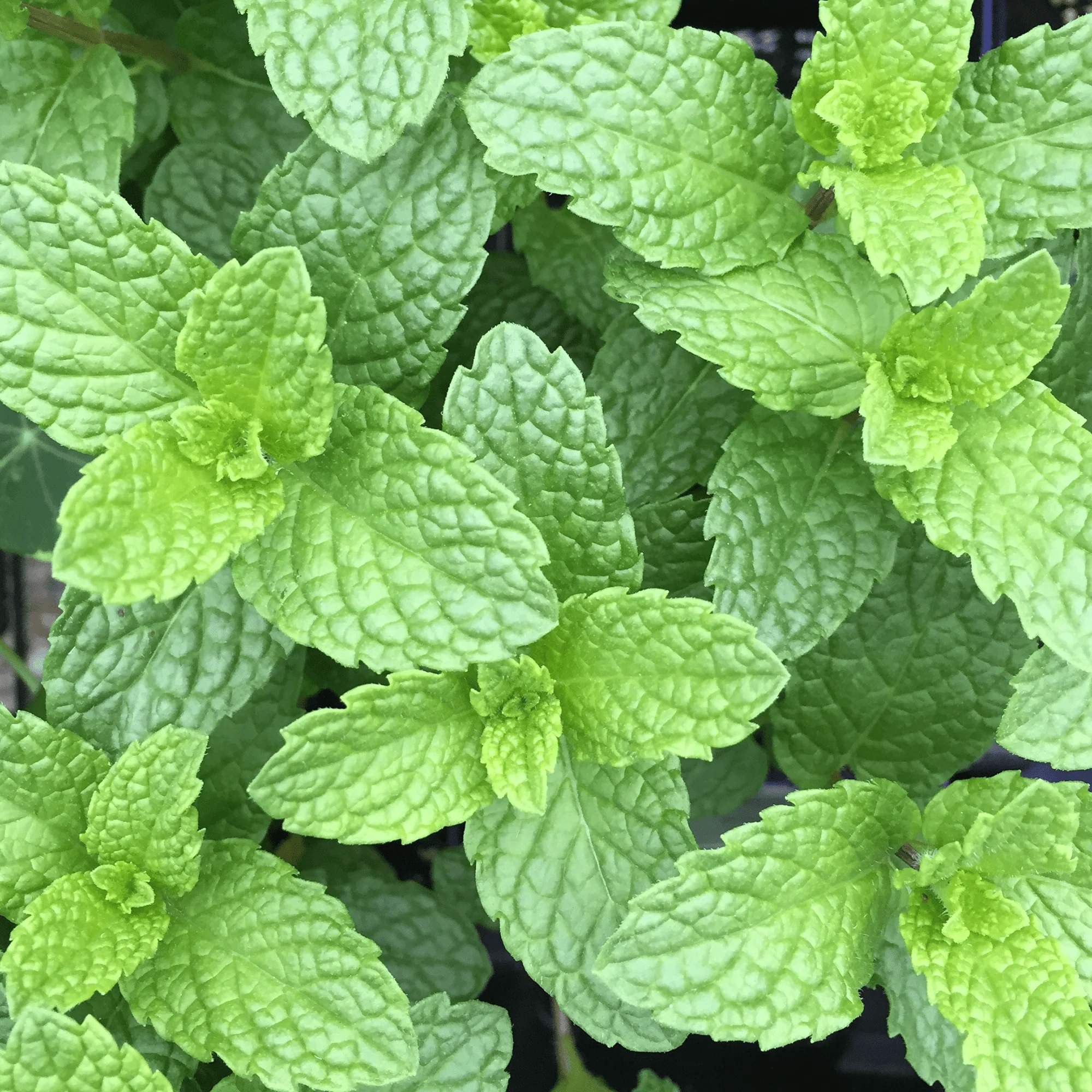 Common Mint Seeds (Mentha spp.)
