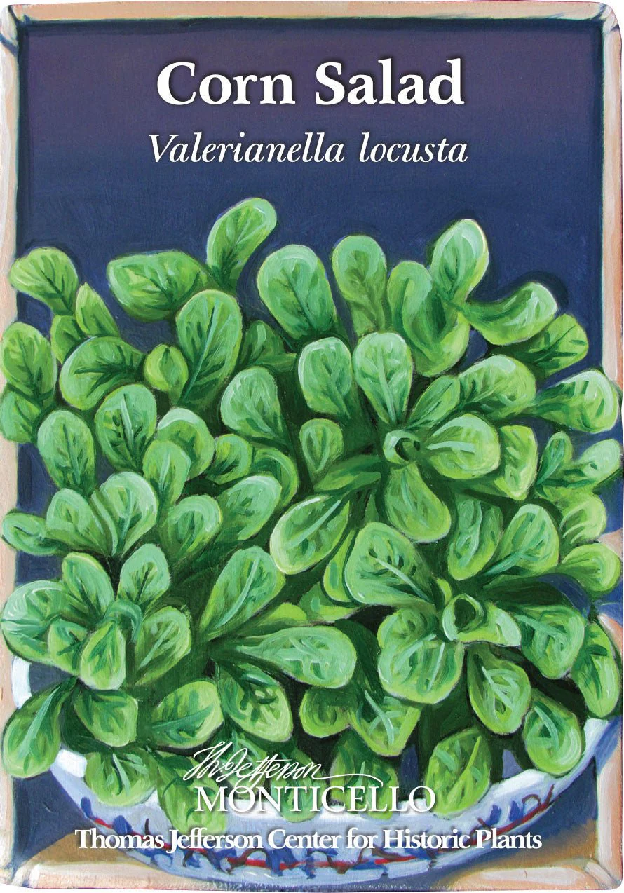 Corn Salad Seeds (Valerianella locusta) - Image 2