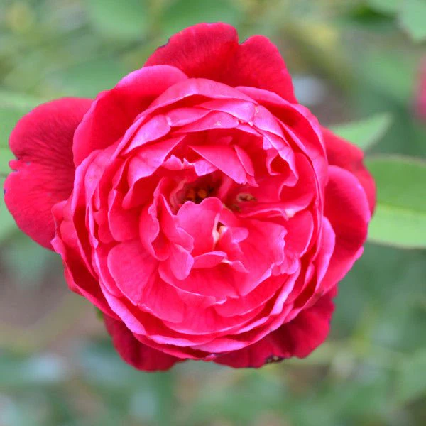 'Cramoisi Supérieur' Rose (Rosa chinensis cv.) - Image 2