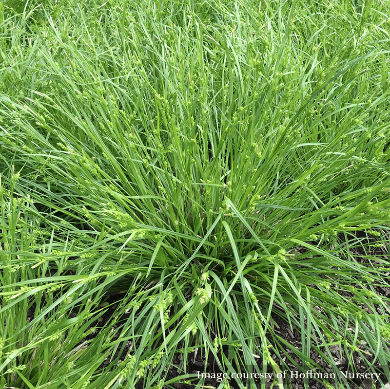 Creek Sedge (Carex amphibola)