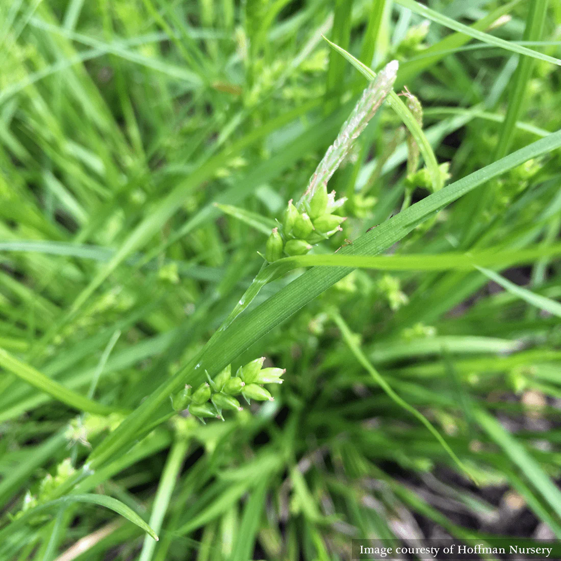 Creek Sedge (Carex amphibola) - Image 2
