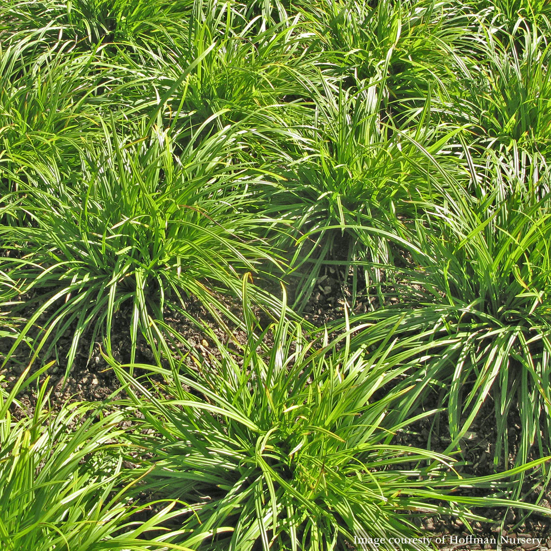 Creek Sedge (Carex amphibola) - Image 3