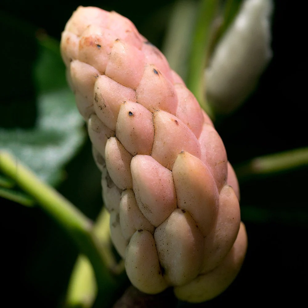 Cucumber Tree (Magnolia acuminata) - Image 2
