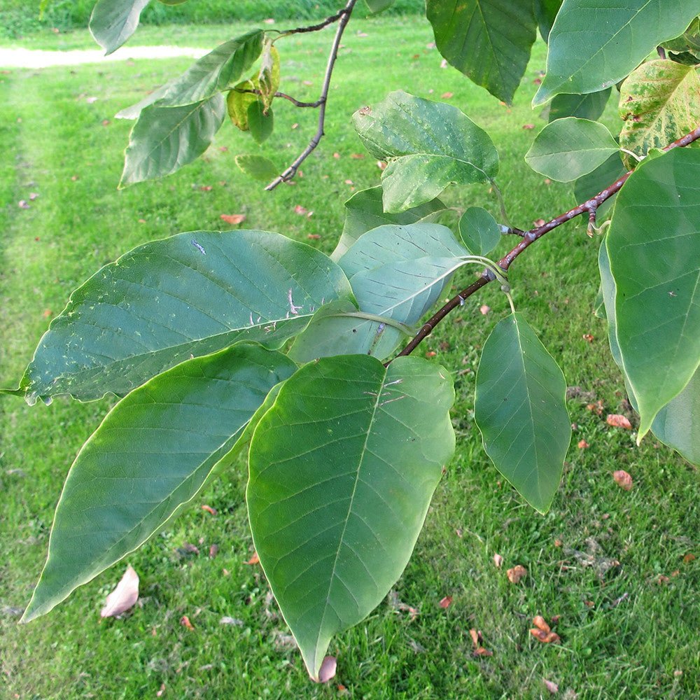 Cucumber Tree (Magnolia acuminata) - Image 3