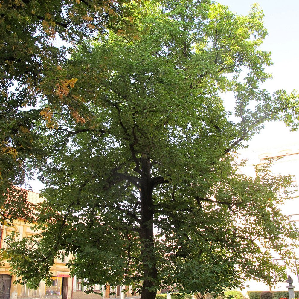 Cucumber Tree (Magnolia acuminata) - Image 4