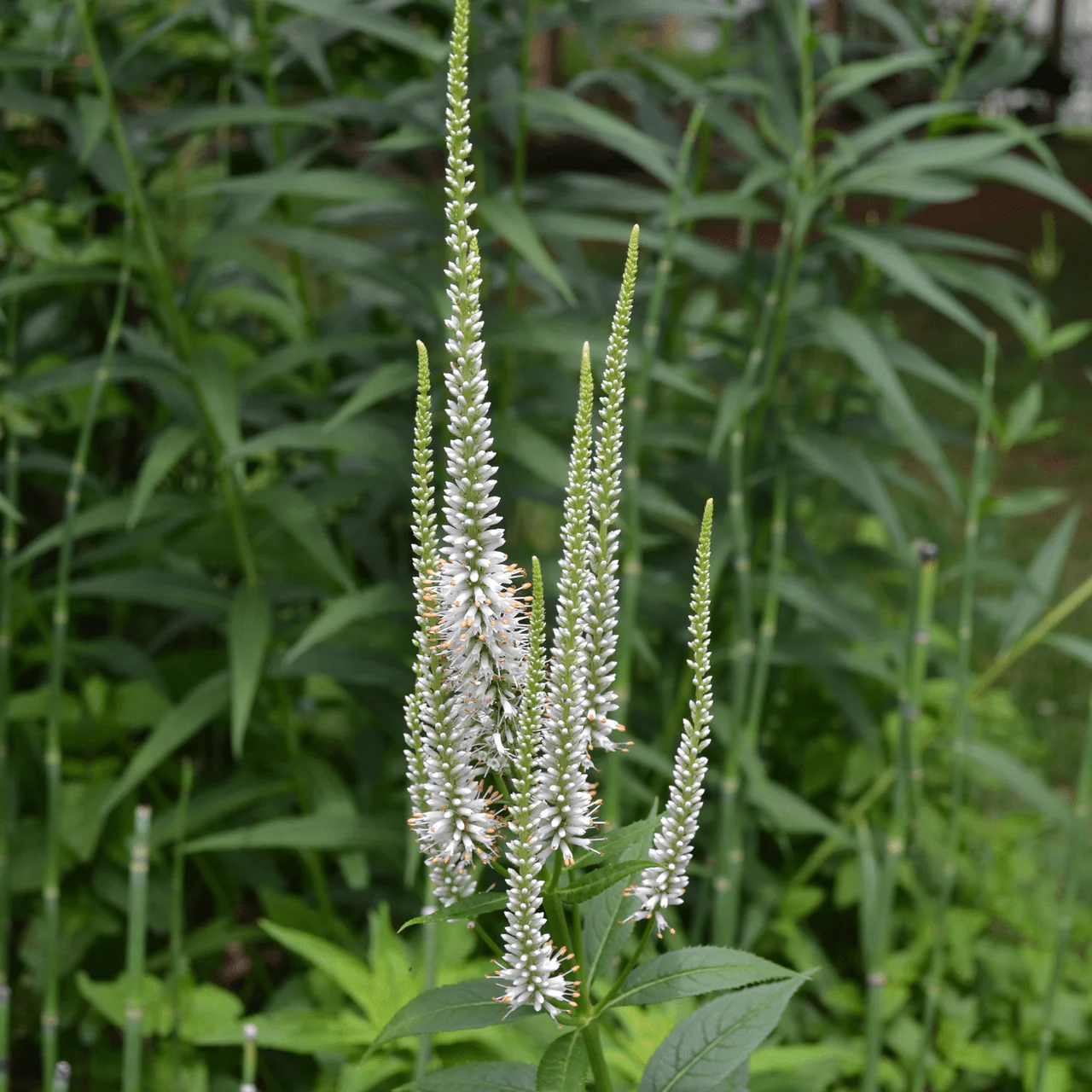 Culver's Root, Virginia Speedwell (Veronicastrum virginicum)