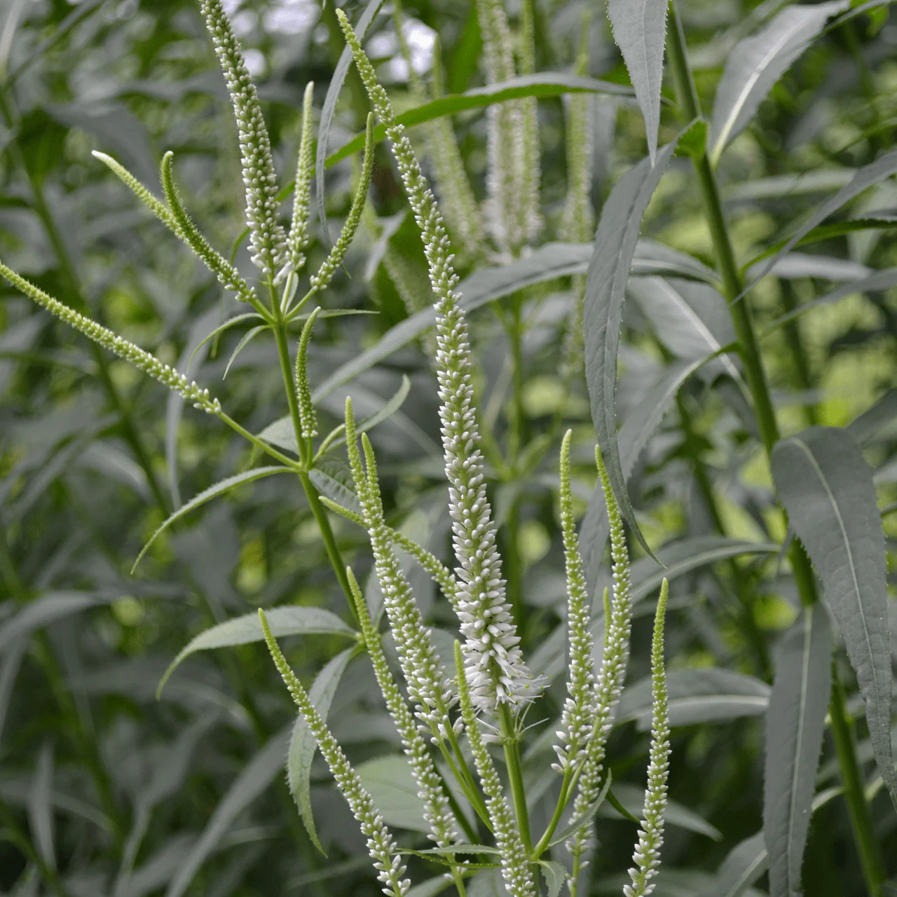 Culver's Root, Virginia Speedwell (Veronicastrum virginicum) - Image 2