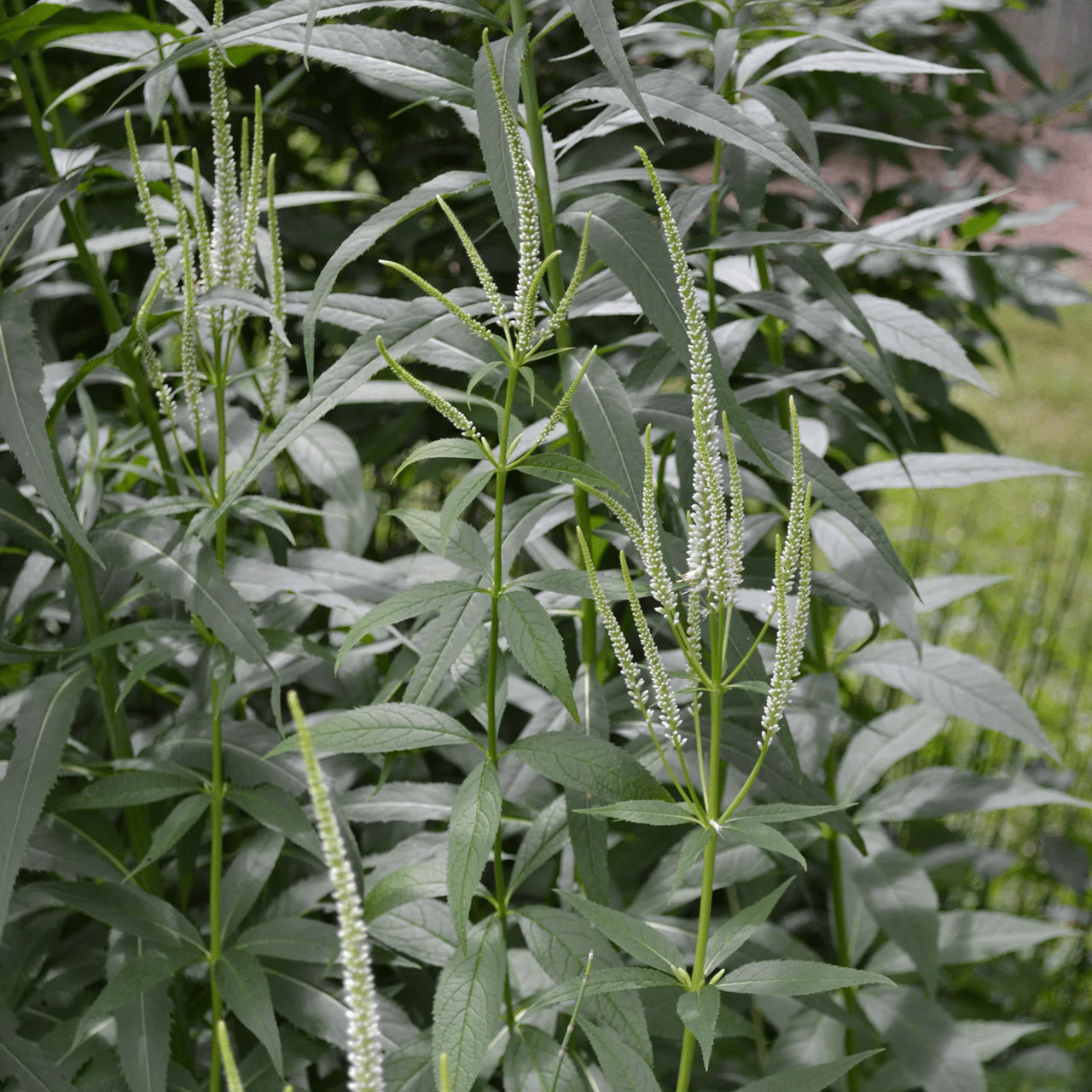 Culver's Root, Virginia Speedwell (Veronicastrum virginicum) - Image 3