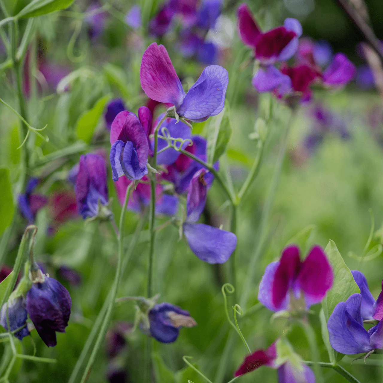 Cupani Sweet Pea Seeds (Lathyrus odoratus) - Image 2