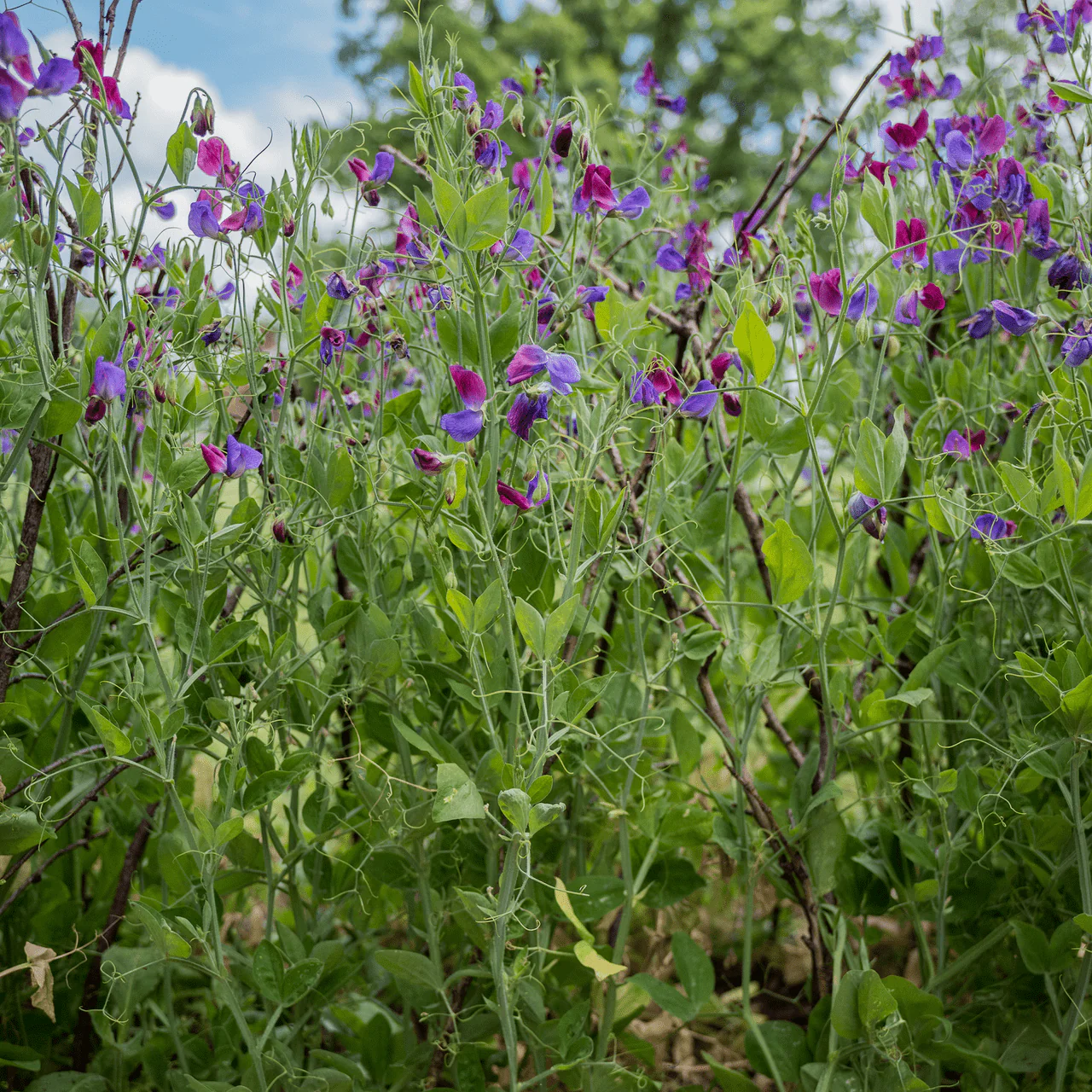 Cupani Sweet Pea Seeds (Lathyrus odoratus) - Image 3