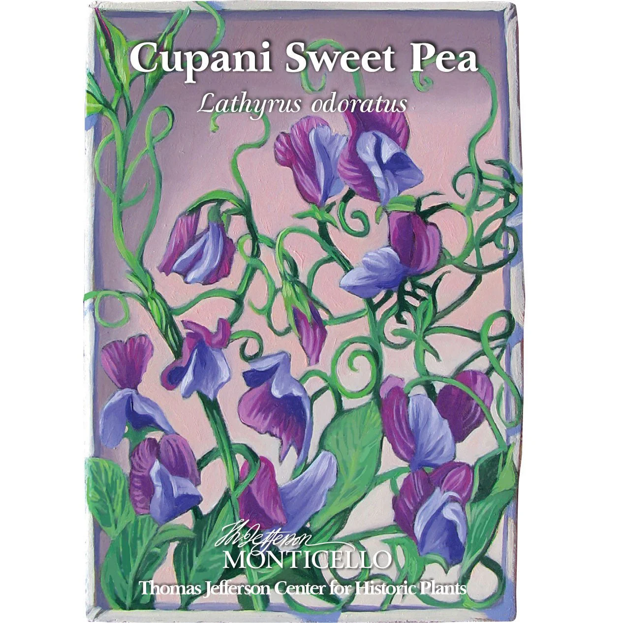 Cupani Sweet Pea Seeds (Lathyrus odoratus) - Image 4
