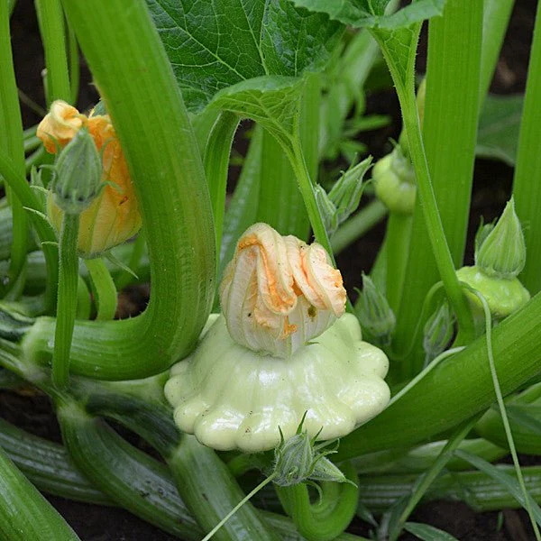 Cymling or Pattypan Squash Seeds (Cucurbita pepo) - Image 2