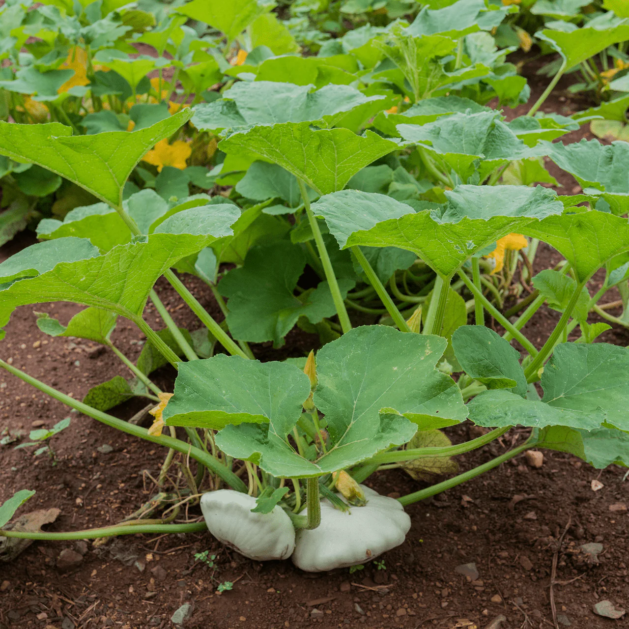 Cymling or Pattypan Squash Seeds (Cucurbita pepo) - Image 3