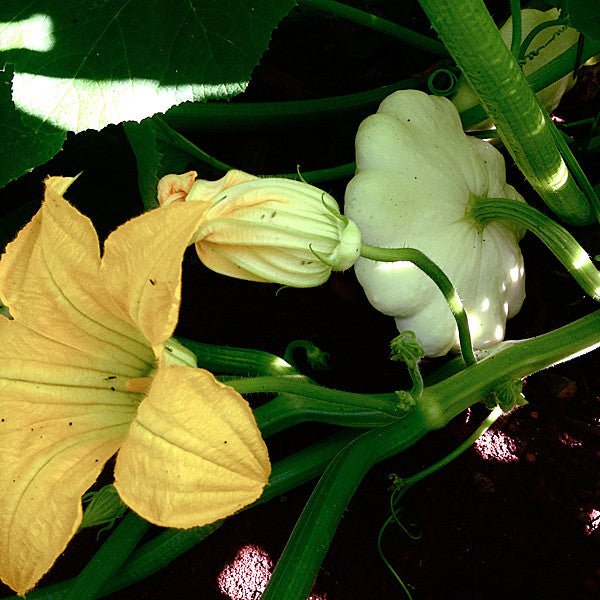 Cymling or Pattypan Squash Seeds (Cucurbita pepo) - Image 4