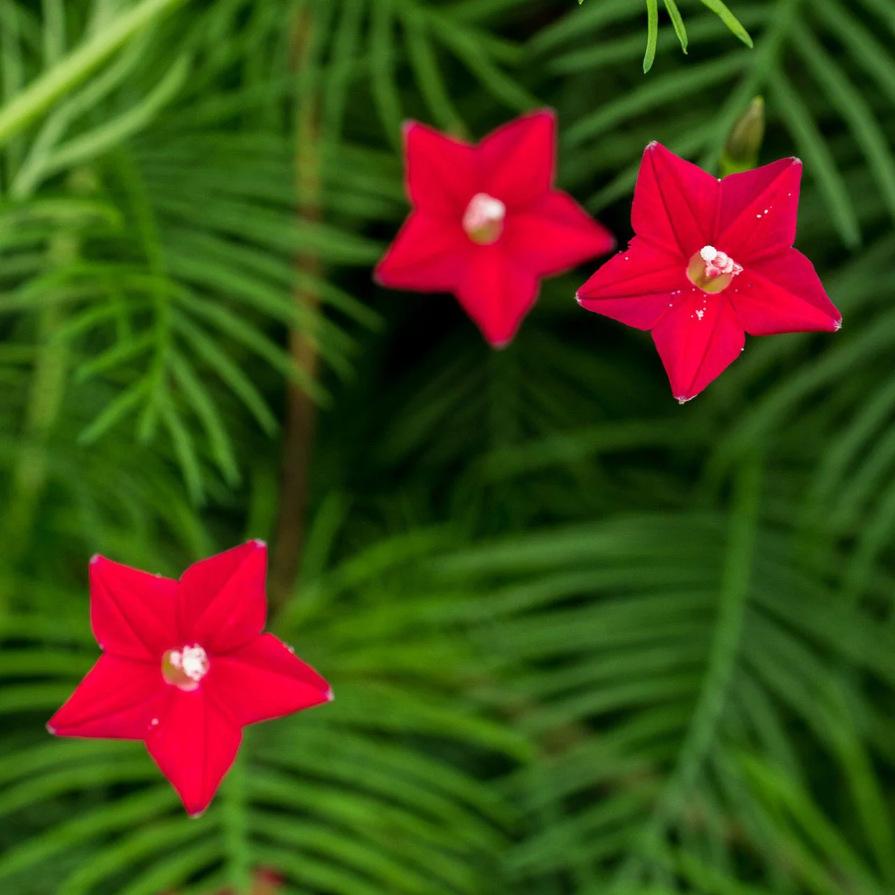 Cypress Vine Seeds (Ipomoea quamoclit)