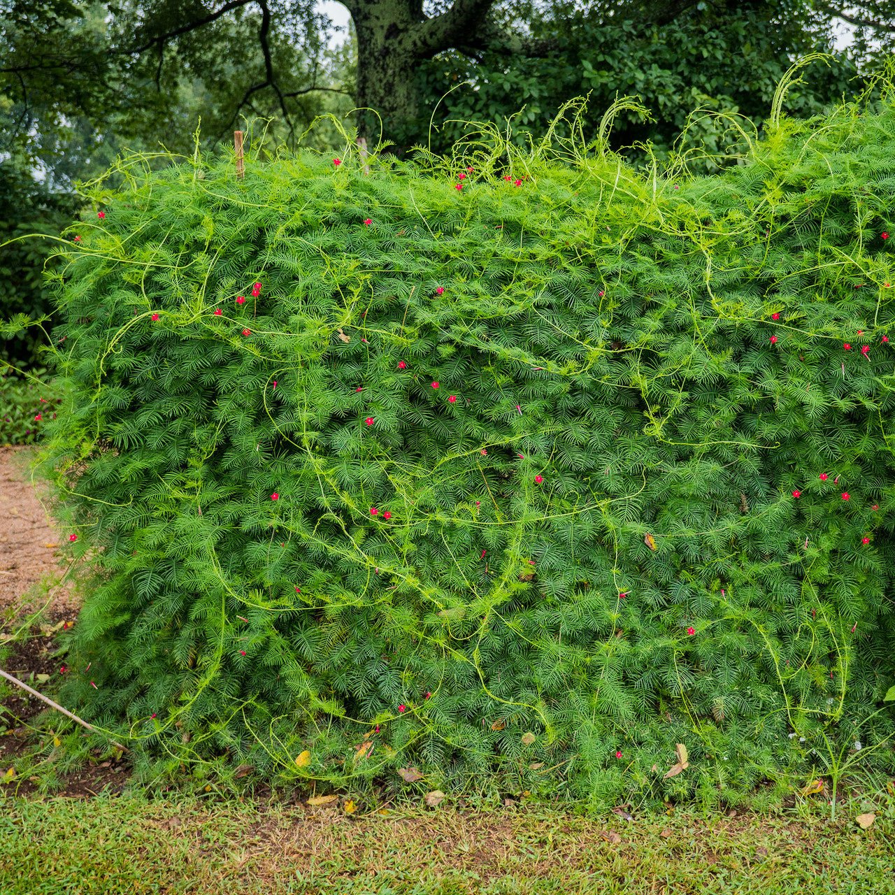Cypress Vine Seeds (Ipomoea quamoclit) - Image 2