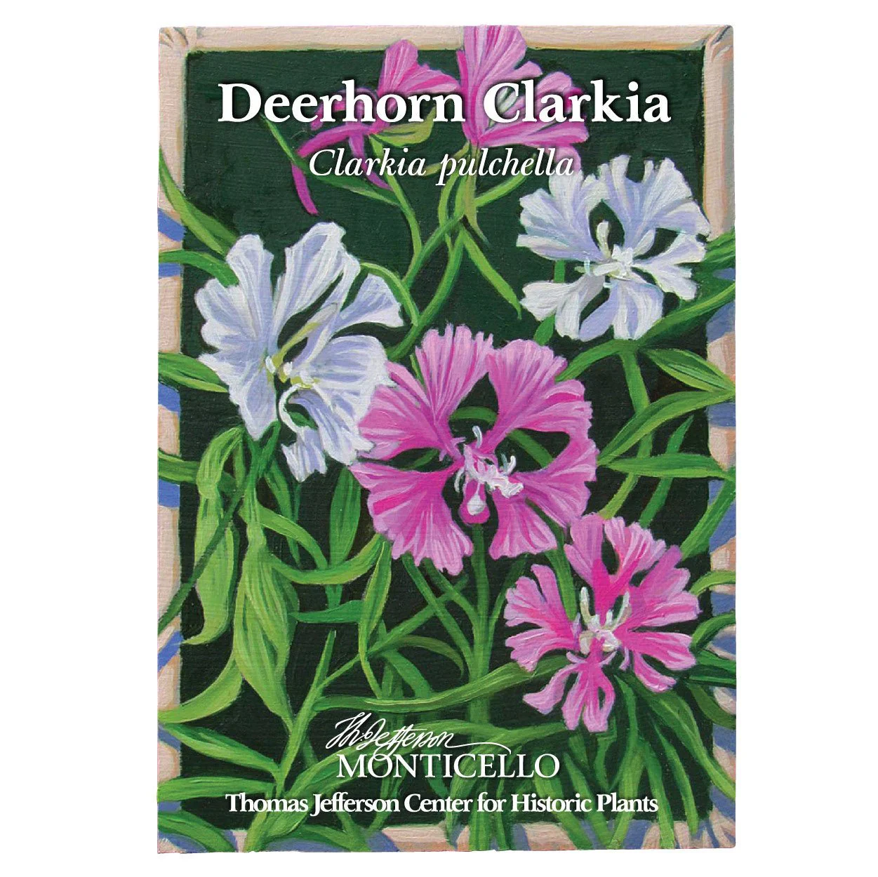 Deerhorn Clarkia Seeds (Clarkia pulchella) - Image 2