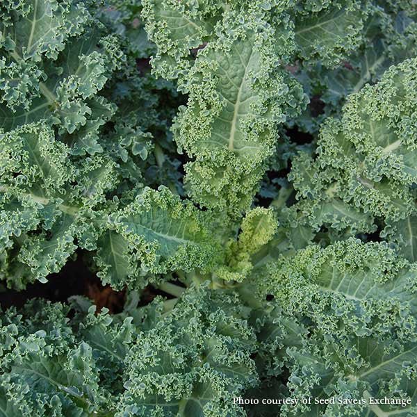 Dwarf Blue Curled Kale Seeds  (Brassica oleracea var. acephala cv.)