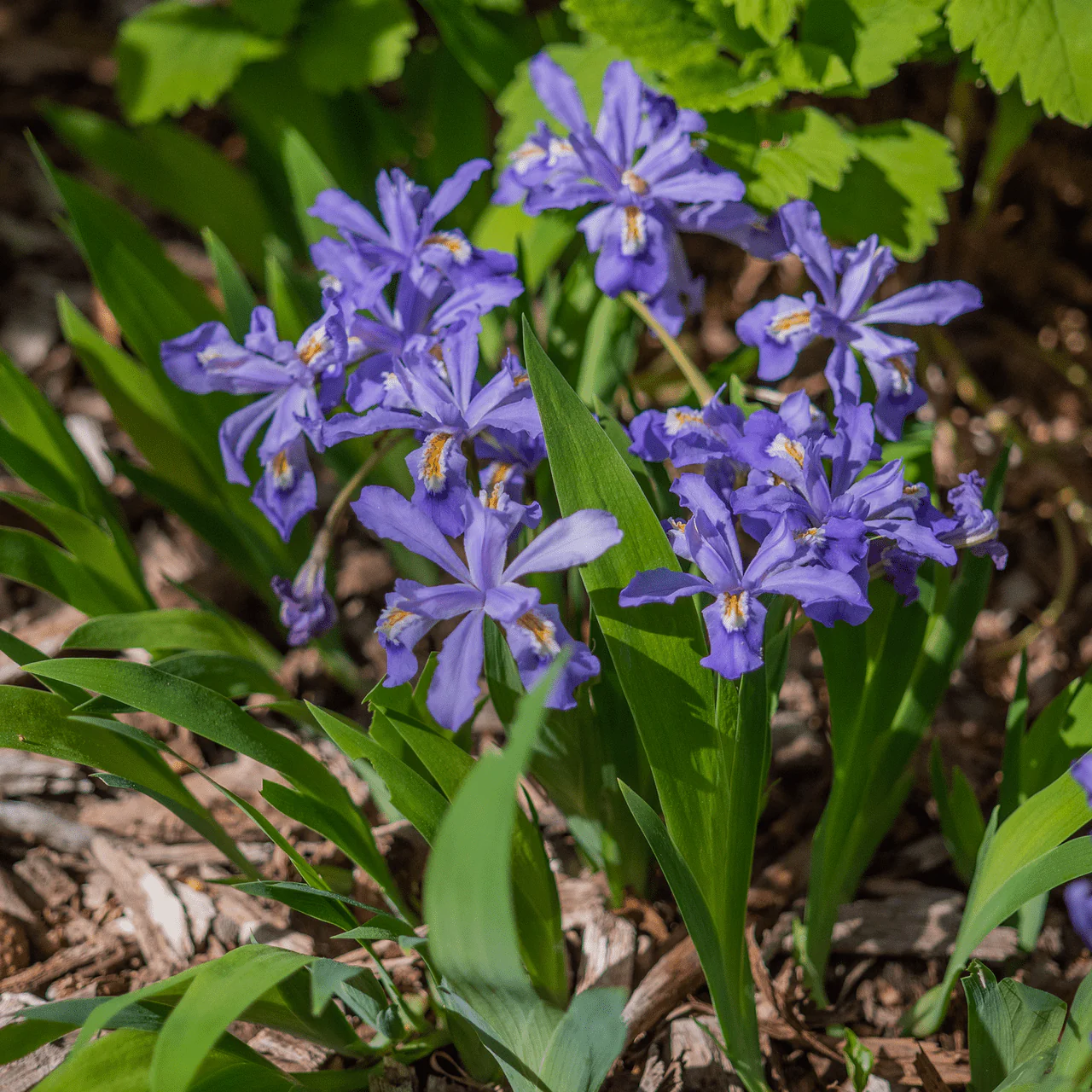 Dwarf Crested Iris (Iris cristata) - Image 2
