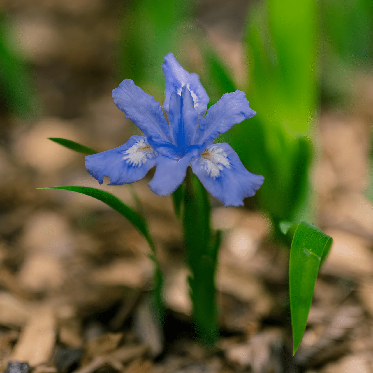 Dwarf Crested Iris (Iris cristata) - Image 3