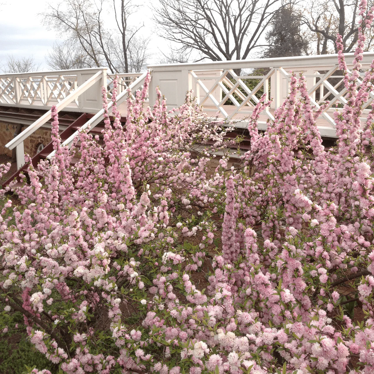 Dwarf Flowering Almond (Prunus glandulosa 'Rosea Plena') - Image 2