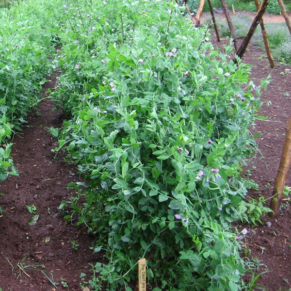 Dwarf Gray Sugar Pea Seeds (Pisum sativum cv.) - Image 2