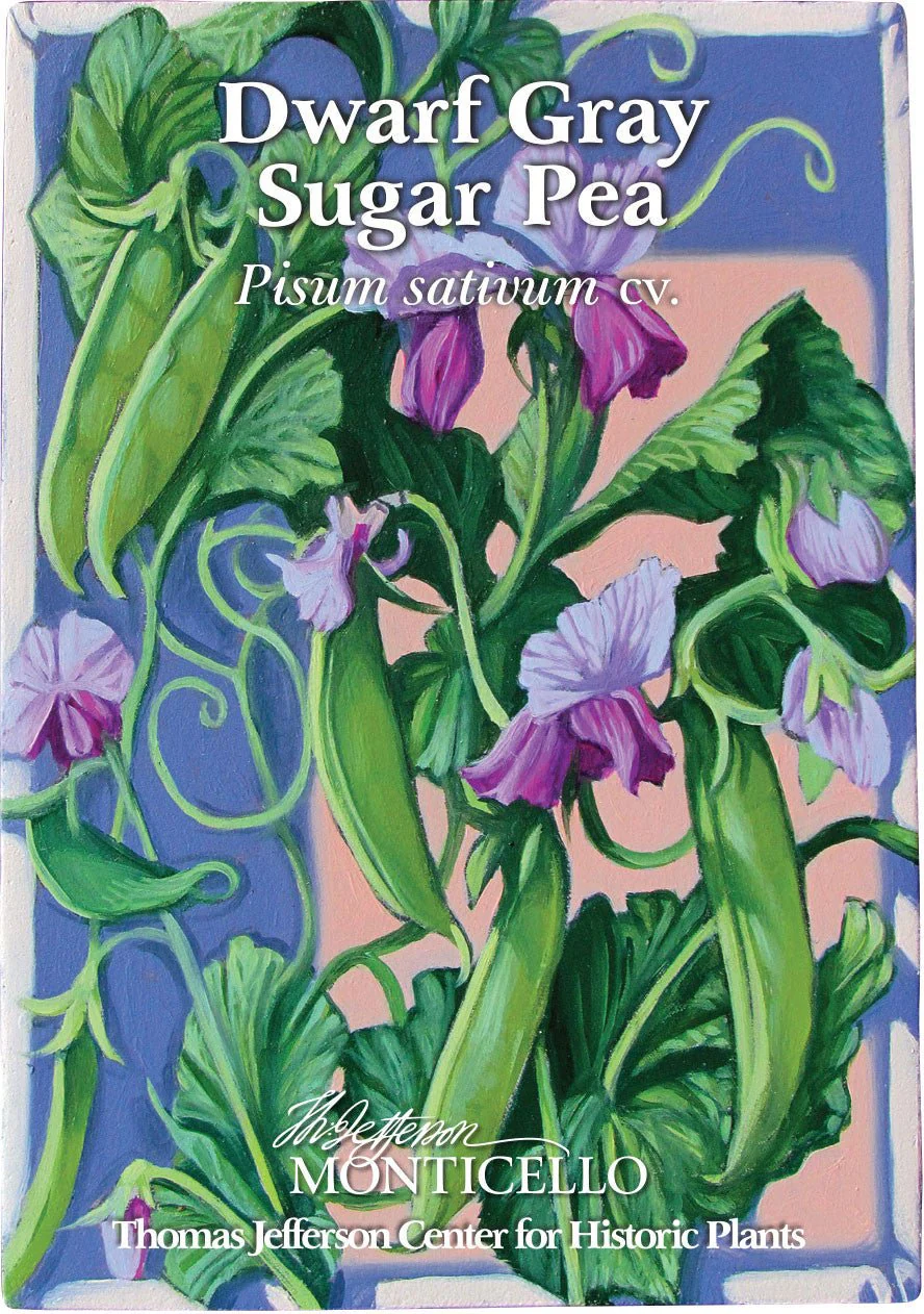 Dwarf Gray Sugar Pea Seeds (Pisum sativum cv.) - Image 3
