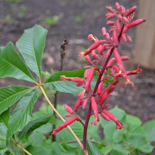 Dwarf Red Buckeye (Aesculus pavia 'Humilis') - Image 2