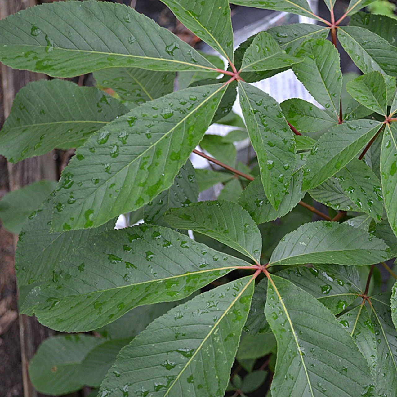 Dwarf Red Buckeye (Aesculus pavia 'Humilis') - Image 3