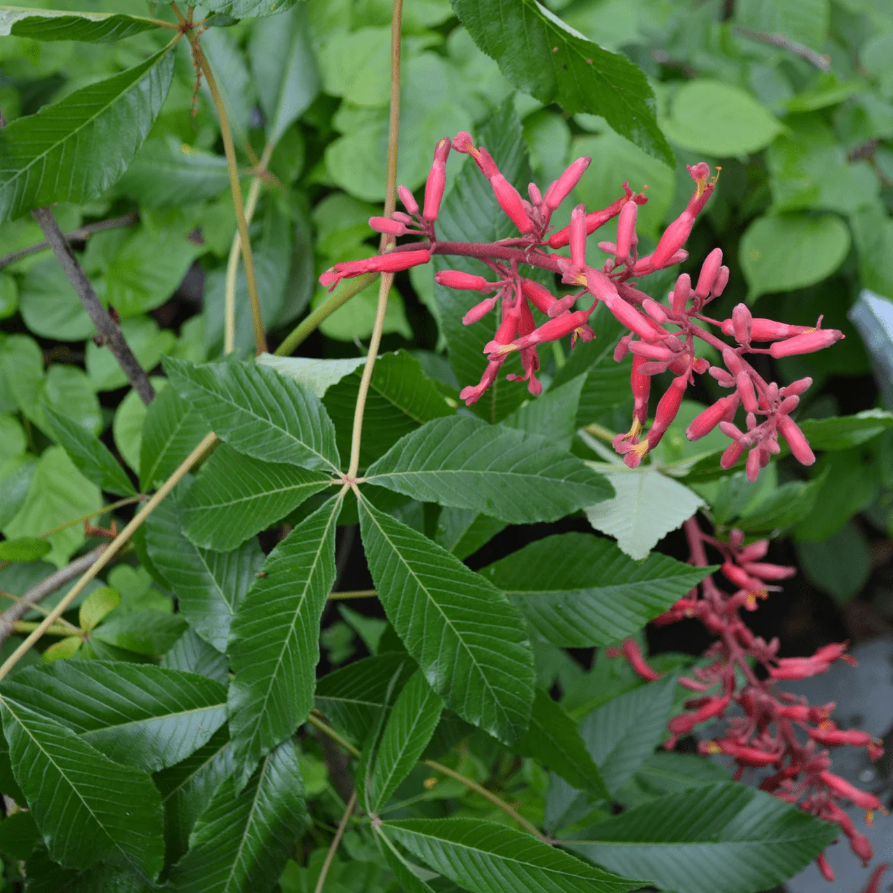 Dwarf Red Buckeye (Aesculus pavia 'Humilis') - Image 4