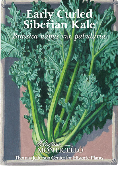 Early Curled Siberian Kale Seeds (Brassica napus var. pabularia cv.) - Image 3