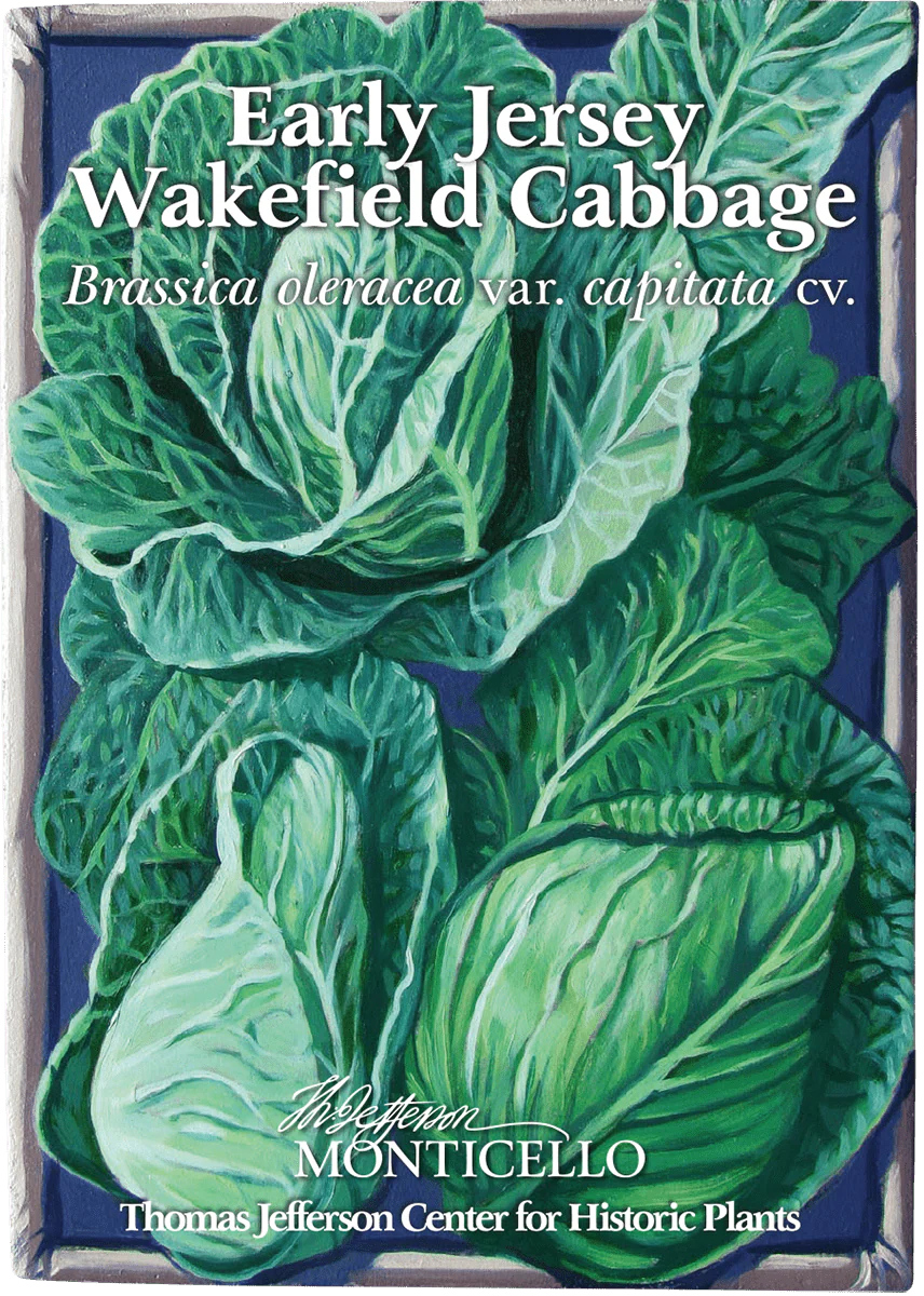 Early Jersey Wakefield Cabbage Seeds (Brassica oleracea var. capitata cv.) - Image 3