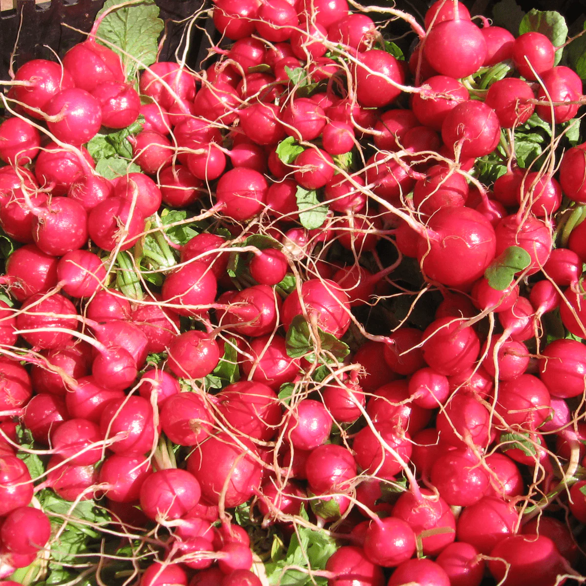 Early Scarlet Globe Radish Seeds (Raphanus sativus cv.) - Image 3