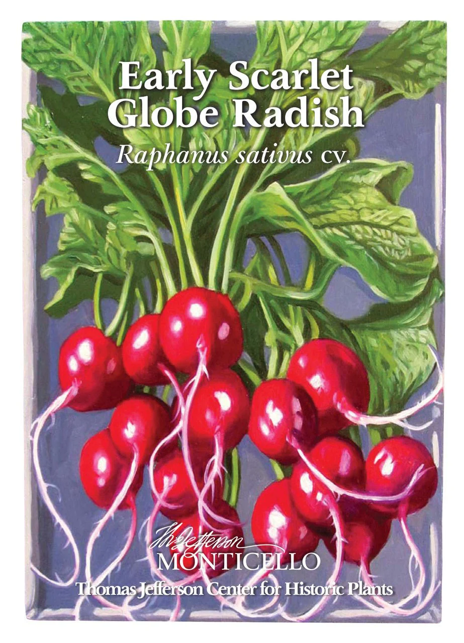 Early Scarlet Globe Radish Seeds (Raphanus sativus cv.) - Image 4
