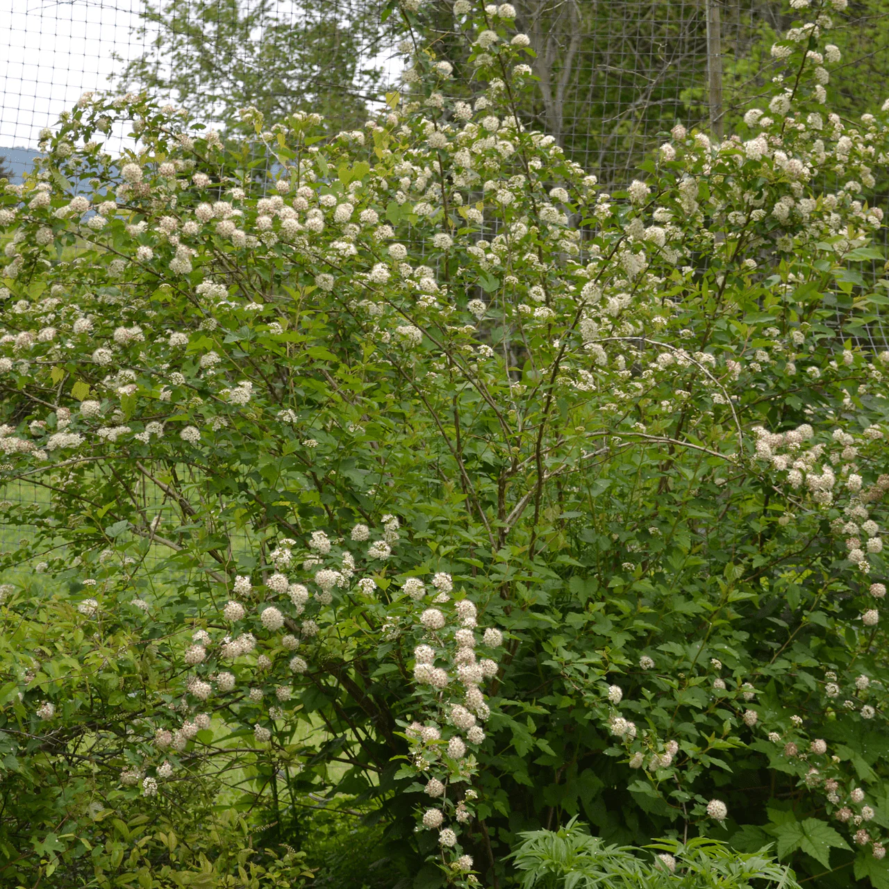 Eastern Ninebark (Physocarpus opulifolius) - Image 2